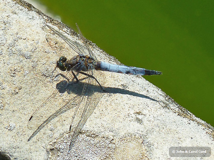 P1030292 Orthetrum cancellatum Italian.JPG